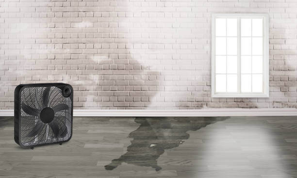 Best Carpet water damage restoration  in Orchards, WA